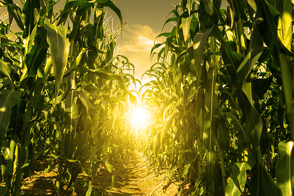 Corn Field Turned to Bio-Energy